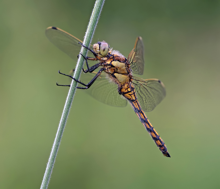 Black-Tailed Skimmer female 3